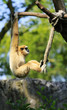 Gibbon monkey exercising with a rope