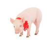 piglet with a red ribbon