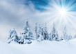 winter trees