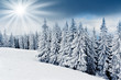 winter trees