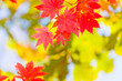 early fall