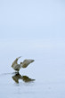 Blue Heron Wings Out