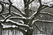 Old snow covered oak against trees in winter park Old snow covered oak against trees in winter park