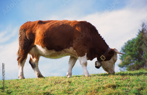 Foto: cow eating green gras cow eating green gras