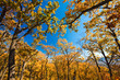 autumn trees