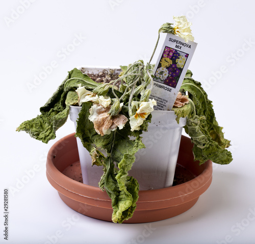 Photo: Dead Primrose Flower in Pot Dead Primrose Flower in Pot