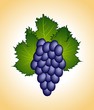 clous-up purple grape isolated clous-up purple grape isolated