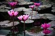 A pink water lily