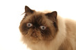 chat persan louchant sur ses moustaches chat persan louchant sur ses moustaches