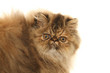chat persan tournant la tête chat persan tournant la tête