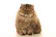 solide chat persan assis de face solide chat persan assis de face