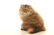 persian cat with a look of star persian cat with a look of star