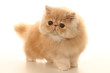 allure pataude du jeune chat persan allure pataude du jeune chat persan