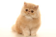 puppy persian cat indoor puppy persian cat indoor