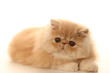 chaton persan ressemblant à une peluche chaton persan ressemblant à une peluche