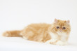 chat parsan crème et blanc allongé chat parsan crème et blanc allongé