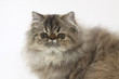 portrait d'un chat persan très typé portrait d'un chat persan très typé