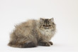 persian cat profile - chat persan de profil persian cat profile - chat persan de profil