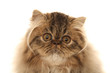 beautiful head of the persian cat beautiful head of the persian cat