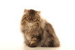 young persian cat young persian cat