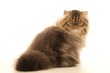 persian cat with a very long coat persian cat with a very long coat