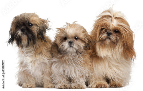 Photo: Three Shih-tzus in front of white background Three Shih-tzus in front of white background