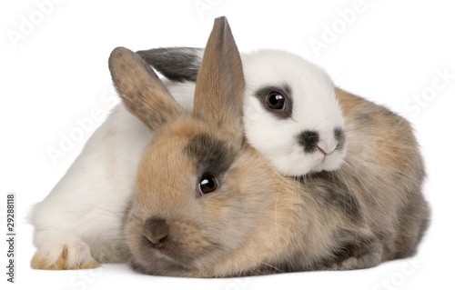 Photo: Two rabbits in front of white background Two rabbits in front of white background