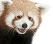 Close-up of Young Red panda or Shining cat, Ailurus fulgens