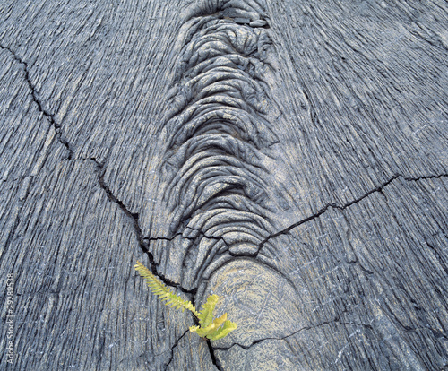 Photo: Plant growing in rock Plant growing in rock