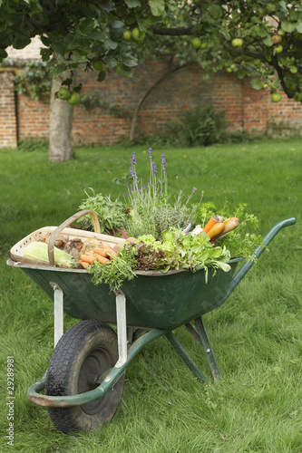 Photo: Wheelbarrow Full of Vegetables Wheelbarrow Full of Vegetables