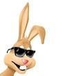 bunny with sunglasses bunny with sunglasses