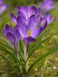 Krokus. Crocus.