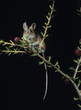 Photo: Kangaroo rat on twig Kangaroo rat on twig