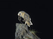 Barn owl with rat in beak