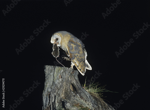 Foto: Barn owl with rat in beak Barn owl with rat in beak