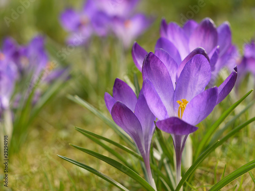 Foto: Krokus. Crocus. Krokus. Crocus.
