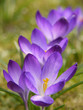 Krokus. Crocus.