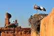 Cicogne su antiche rovine a Marrakech