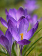 Foto: Krokus. Crocus. Krokus. Crocus.