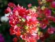 Bougainvilla flowers Bougainvilla flowers