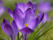 Foto: Krokus. Crocus. Krokus. Crocus.