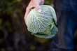 A man holding a cabbage