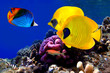 Underwater image of coral reef