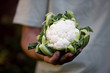 A man holding a cauliflower