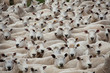 Flock of sheep looking at the camera.