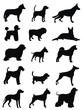 Dogs