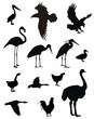 Birds