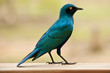 Superb Starling