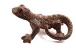 gekko