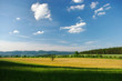 Hills scenery with lonely tree